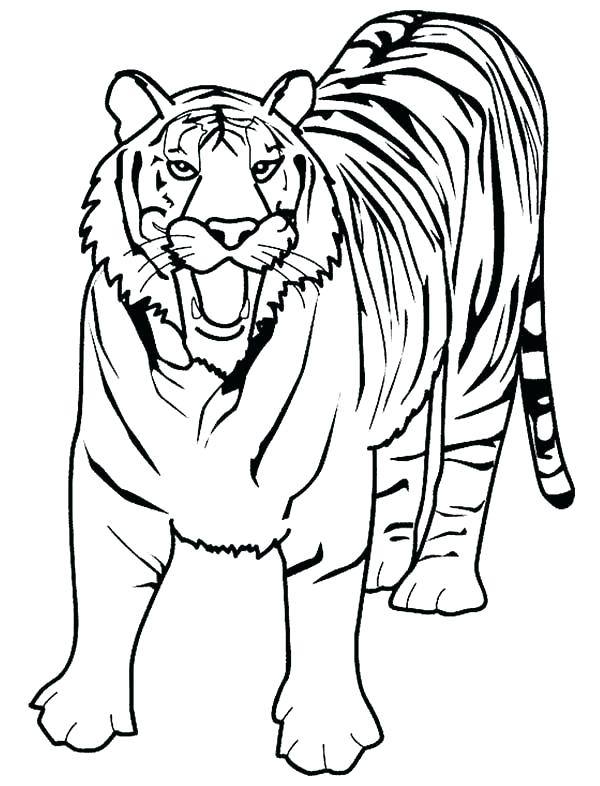 600x786 Free Tiger Coloring Pages