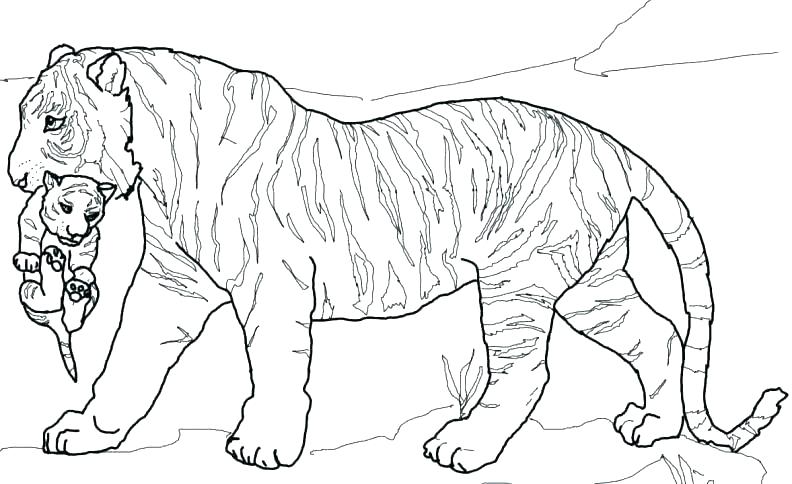 792x484 Tiger Coloring Page