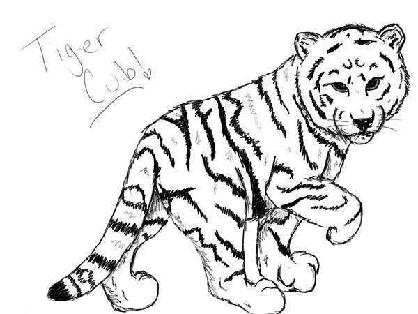 600x450 A Nice Sketch Of White Tiger Cub Coloring Page