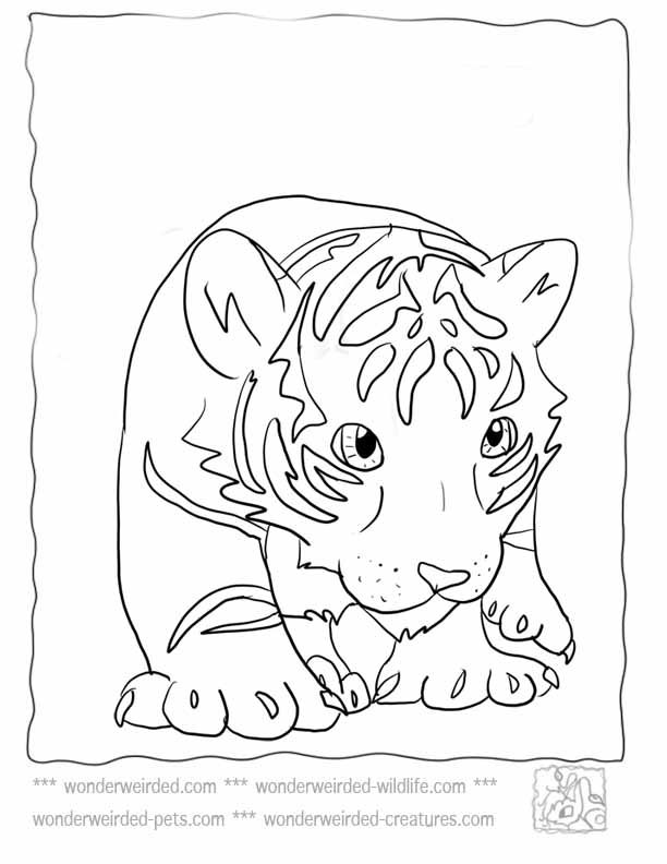 612x792 Baby Tiger Cub For Kindergarten Kids Coloring Page Colouring
