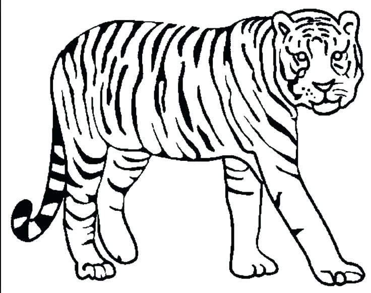 736x581 Tiger Coloring Picture Free Tiger Coloring Pages Special Coloring