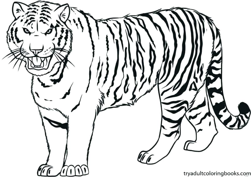 Tiger Head Coloring Page at GetColorings.com | Free printable colorings ...
