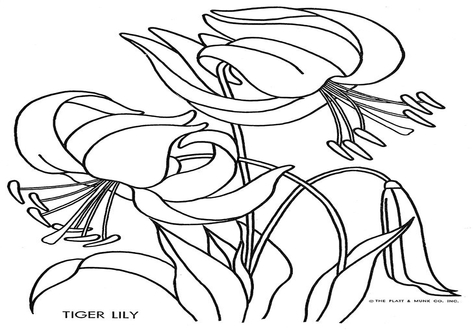 Lily Flower Coloring Pages Page Image Clipart Images 476x333 Lily Flower Coloring Pages Page Image Clipart Images