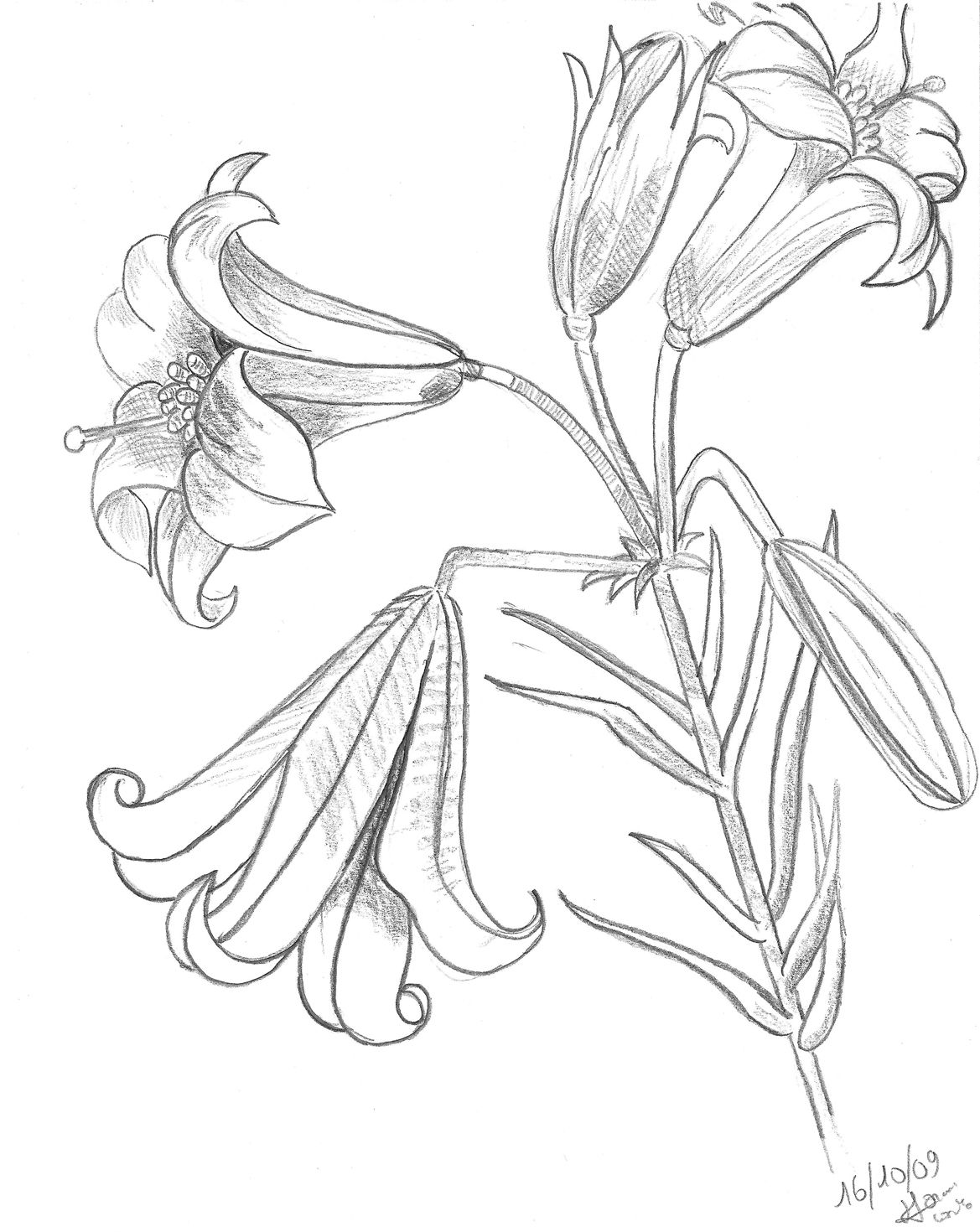Tiger Lily 1169x1470 Tiger Lily