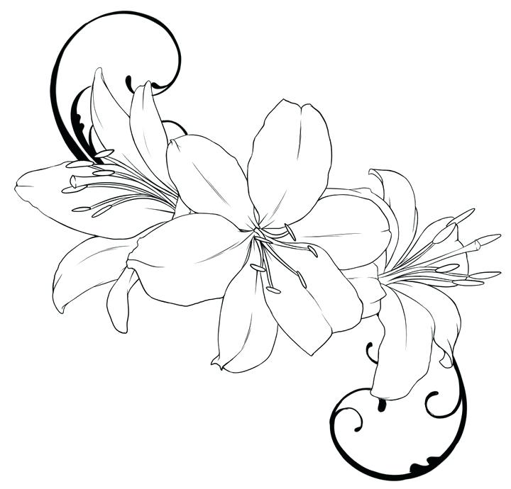 Lily Flower Coloring Pages 720x690 Lily Flower Coloring Pages
