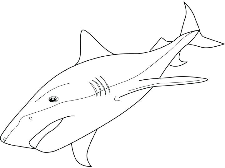 Sharks Coloring Coloring Pages Sharks Unique Printable Shark 720x540 Sharks Coloring Coloring Pages Sharks Unique Printable Shark