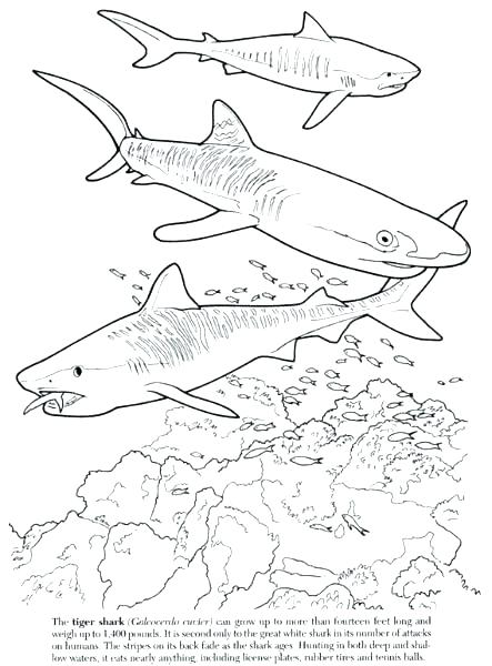 Tiger Shark Coloring Page Shark Coloring Hammerhead Shark Coloring 443x600 Tiger Shark Coloring Page Shark Coloring Hammerhead Shark Coloring