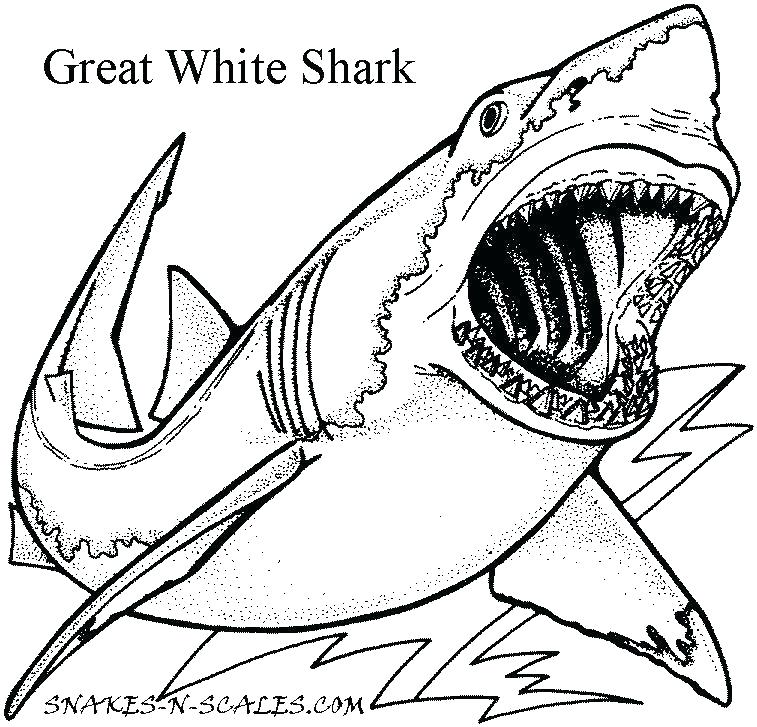 Shark Coloring Pages Free 757x727 Shark Coloring Pages Free