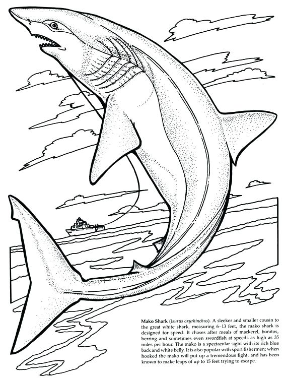 Tiger Shark Coloring Pages 564x750 Tiger Shark Coloring Pages
