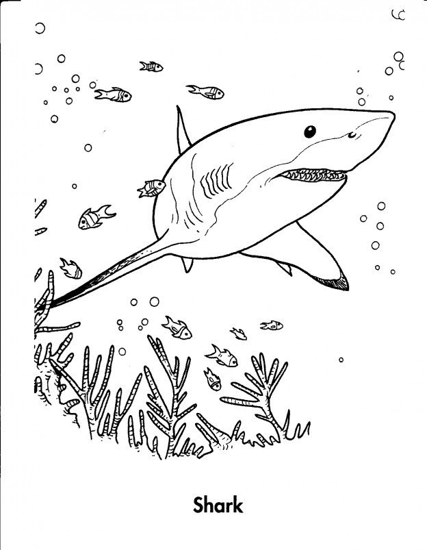 624x803 Free Printable Shark Coloring Pages For Kids Shark, Tigers