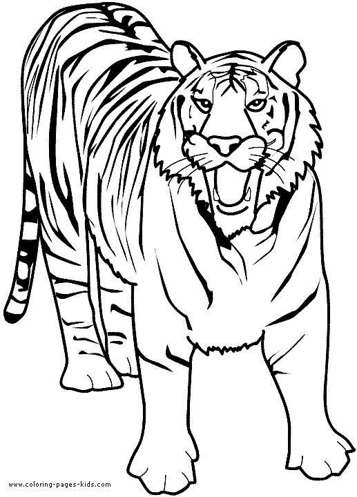 517x720 Lion Color Page, Tiger Color Page, Plate, Coloring Sheet,printable