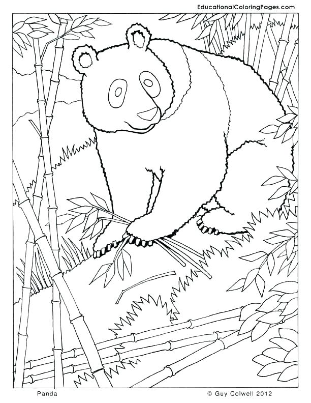 Panda Coloring Page Master Tigress Coloring Page Kung Fu Panda 612x792 Panda Coloring Page Master Tigress Coloring Page Kung Fu Panda