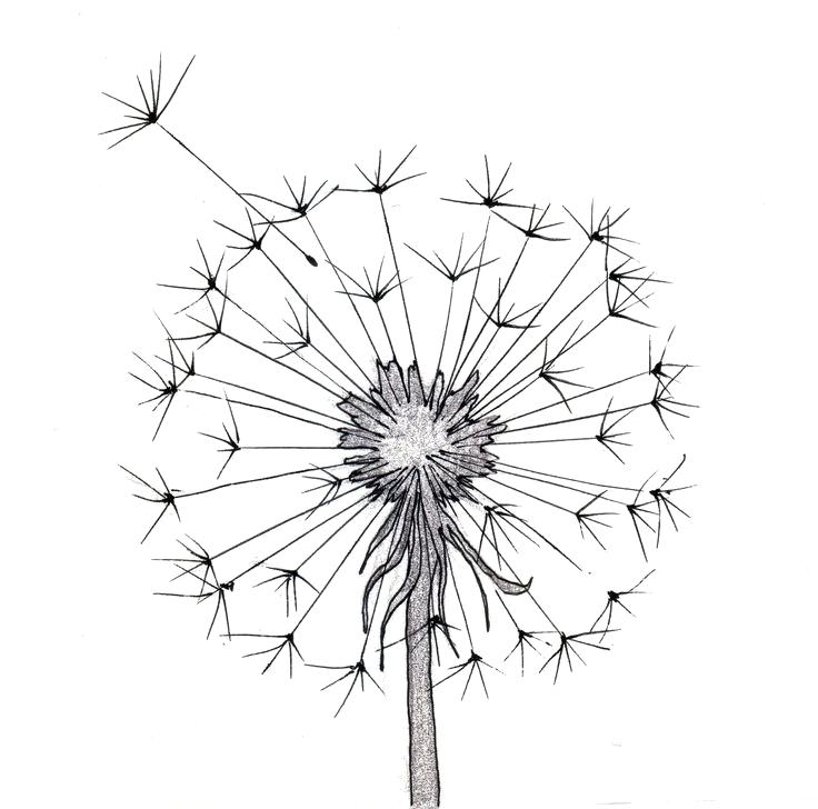 Dandelion Coloring Page Drawing Ideas Flowers Coloring For Tiny 736x728 Dandelion Coloring Page Drawing Ideas Flowers Coloring For Tiny
