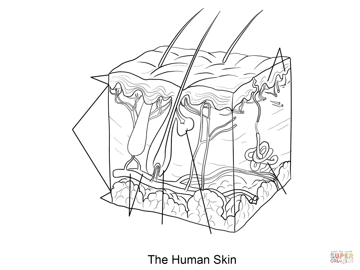 Human Skin Coloring Page Dermis, Subcutaneous Tissue, Epidermis 1199x899 Human Skin Coloring Page Dermis, Subcutaneous Tissue, Epidermis