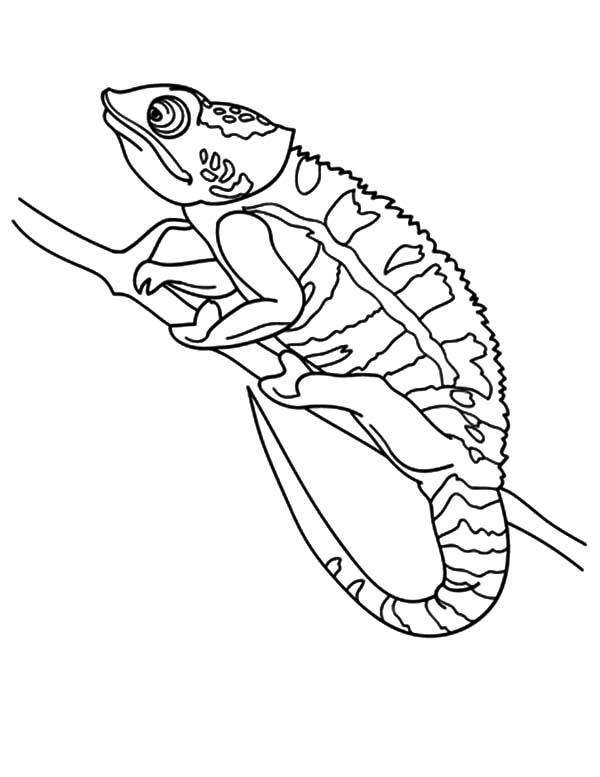 Chameleon Picture Coloring Pages Best Place To Color For Page 600x777 Chameleon Picture Coloring Pages Best Place To Color For Page