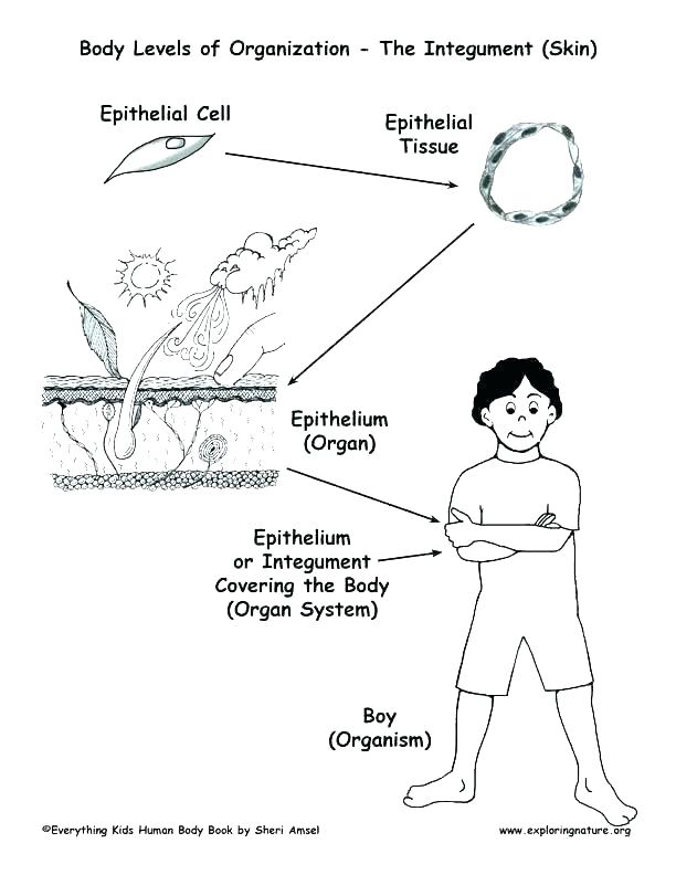 Circulatory System Coloring Page Coloring Circulatory System 612x792 Circulatory System Coloring Page Coloring Circulatory System