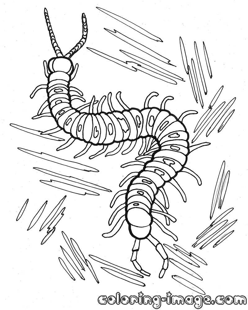 Outstanding Centipede Coloring Pages Page Source Xed For Kids 800x1000 Outstanding Centipede Coloring Pages Page Source Xed For Kids