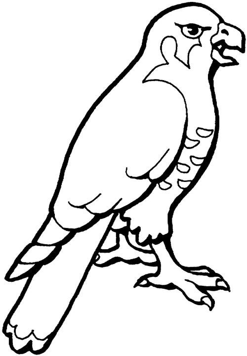 500x720 Hawk Coloring Sheet Pages Team Colors