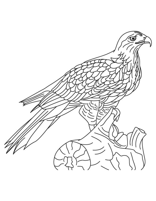630x810 Hawk Coloring Pages