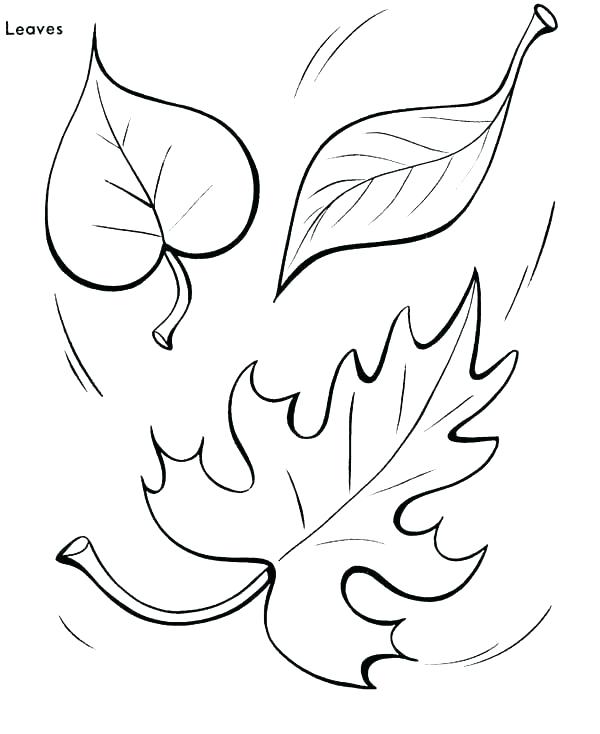 Maple Leaf Coloring Page Big Leaves Coloring Pages Printable 600x734 Maple Leaf Coloring Page Big Leaves Coloring Pages Printable