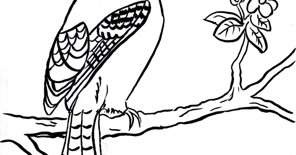 28 Blue Jay Coloring Page Printable Free Coloring Pages 1200x630 28 Blue Jay Coloring Page Printable Free Coloring Pages