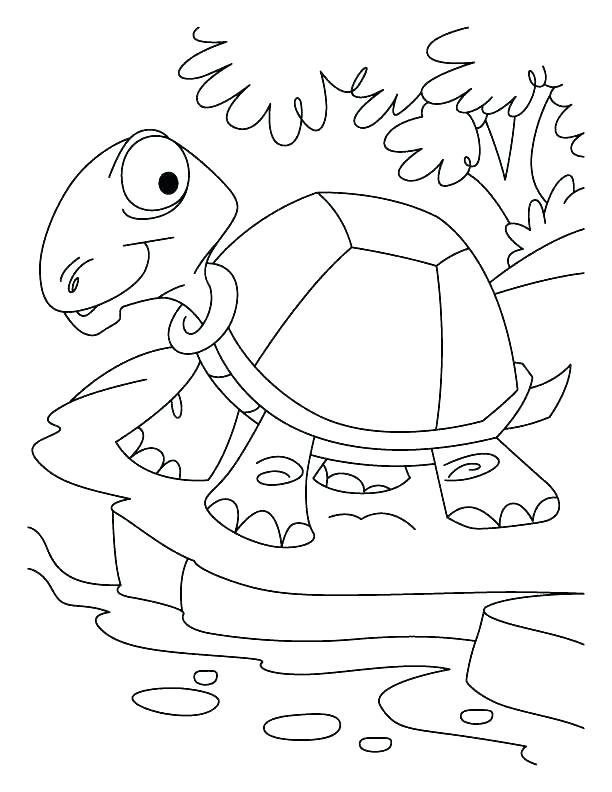 612x792 Tortoise Coloring Page Tortoise Coloring Page An Old Tortoise