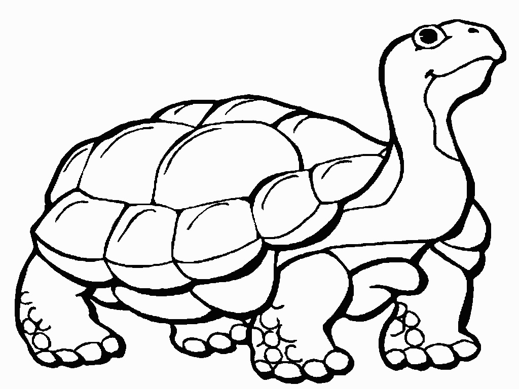 Tortoise Coloring Page 1024x768 Tortoise Coloring Page