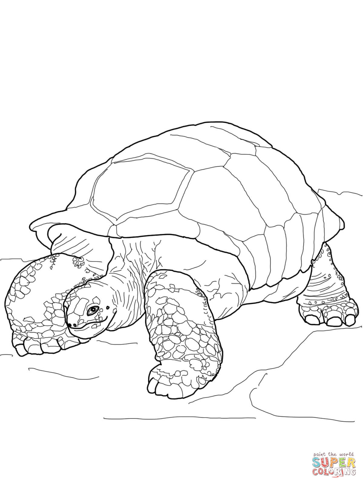 Tortoise Coloring Page 1200x1600 Tortoise Coloring Page