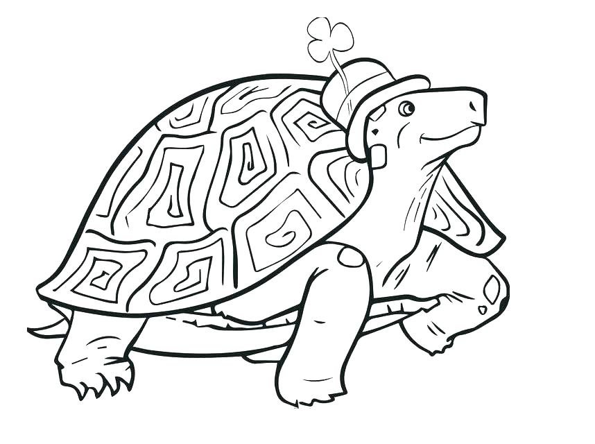 Tortoise Coloring Page Coloring Page Tortoise Desert Tortoise 858x640 Tortoise Coloring Page Coloring Page Tortoise Desert Tortoise