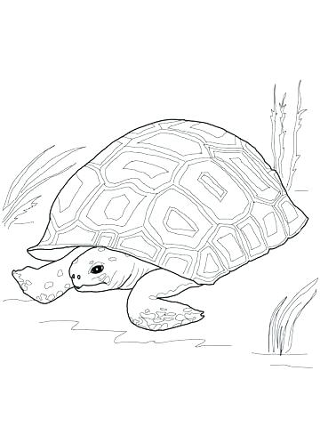 Tortoise Coloring Page Gopher Animal Coloring Pages Tortoise 360x480 Tortoise Coloring Page Gopher Animal Coloring Pages Tortoise