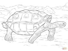 Tortoise Coloring Page. Sometimes Called An African Spurred 236x177 Tortoise Coloring Page. Sometimes Called An African Spurred
