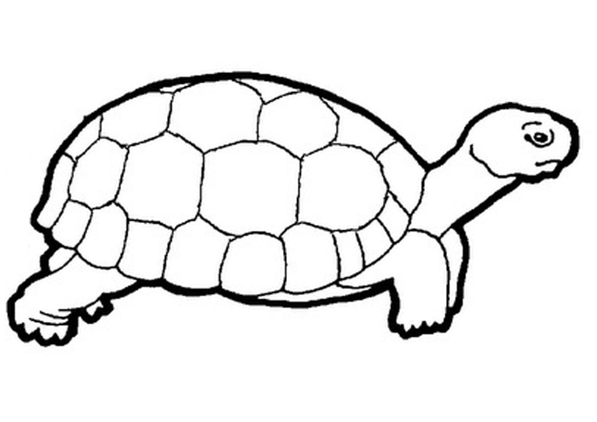 Tortoise Coloring Pages 1169x826 Tortoise Coloring Pages