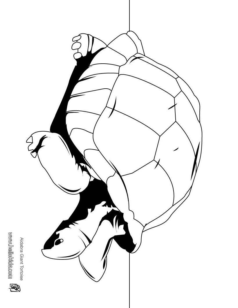 Tortoise Coloring Pages, Videos For Kids, Drawing For Kids 820x1060 Tortoise Coloring Pages, Videos For Kids, Drawing For Kids