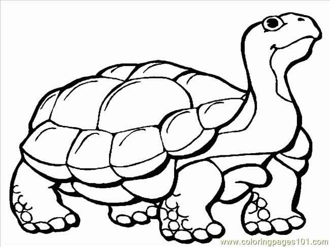 Tortoise 1 Coloring Page 650x487 Tortoise 1 Coloring Page