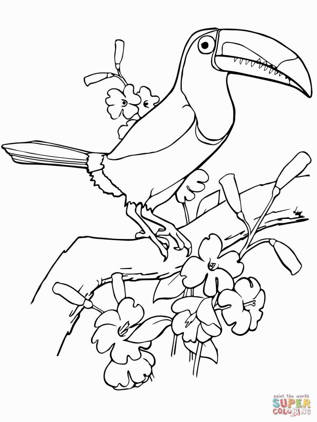 1024x1365 Toucan Coloring Page Patterns, Scrap