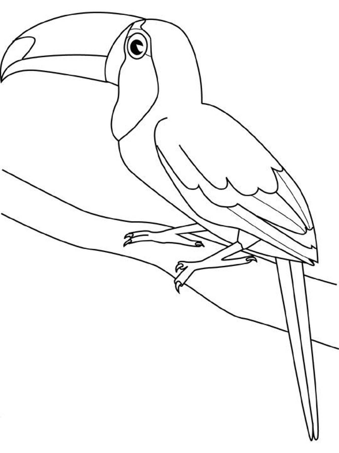1378x1838 Toucan Coloring Page Toco Toucan Coloring Pages Hellokids