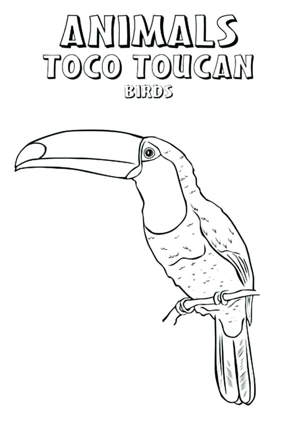 600x862 Toucan Coloring Pages Toucan Coloring Pages How To Draw A Toucan