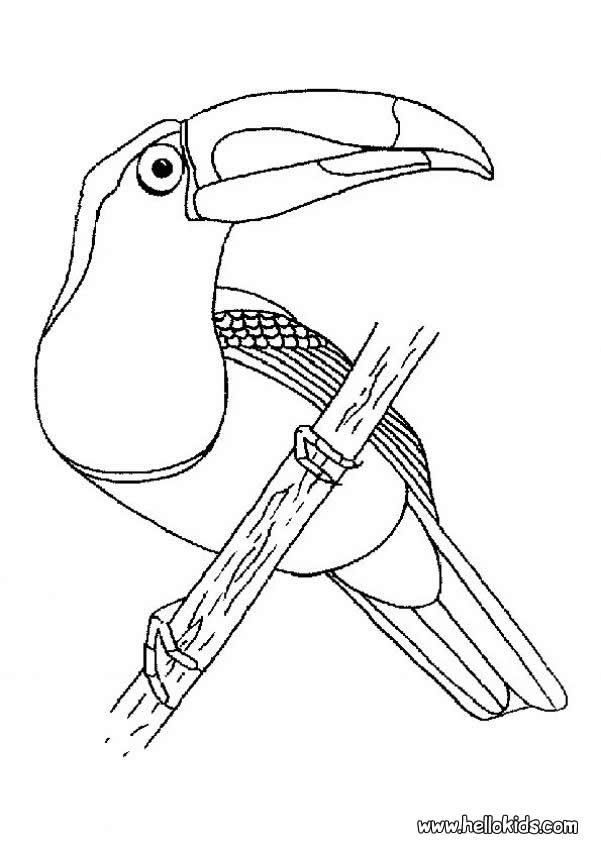 601x850 Toucan Coloring Page Source Wwy.jpg Color Birds