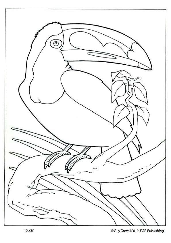 595x842 Toucan Coloring Pages, Bird Coloring Birds For Art