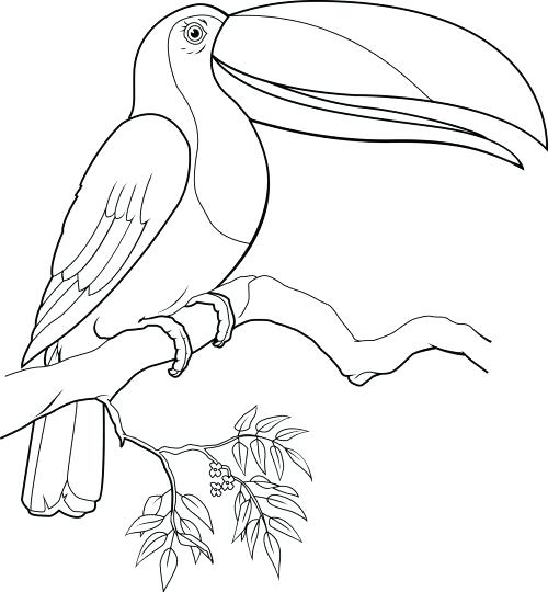 500x540 Pin Toucan Coloring Page Design Toucan Animal Coloring Toucan Bird