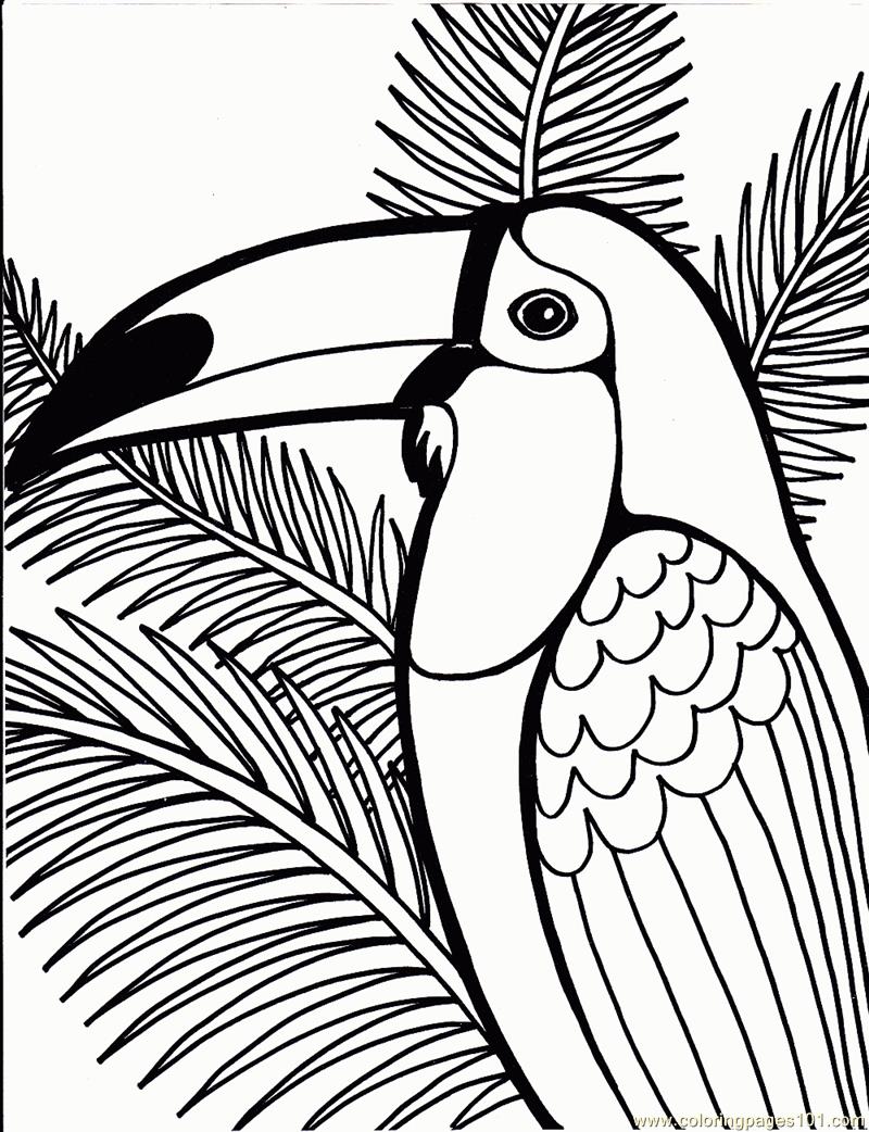 800x1042 Toucan Coloring Page
