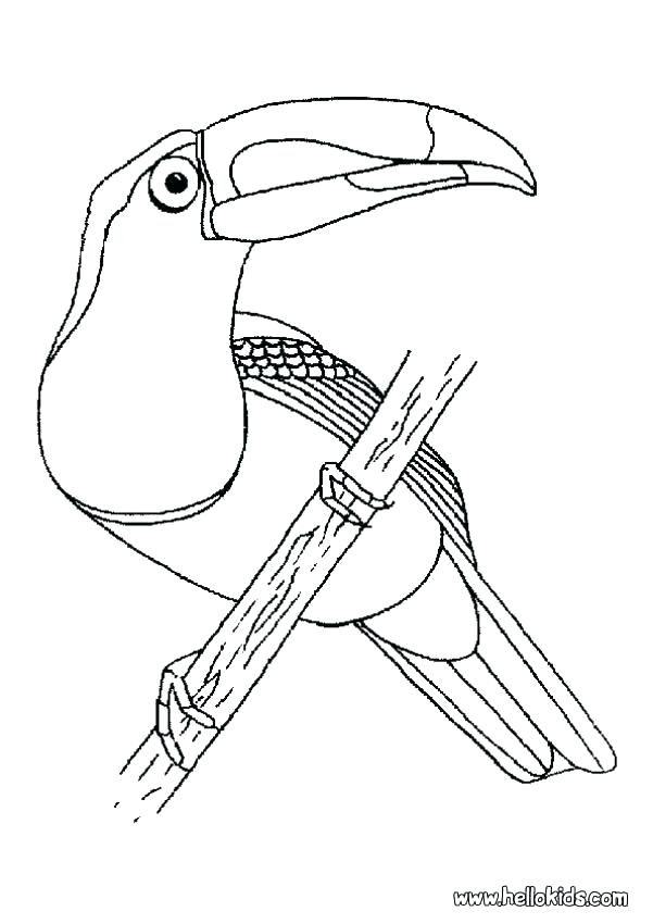 601x850 Toucan Coloring Page Toucan Pictures To Color Toucan Coloring Page