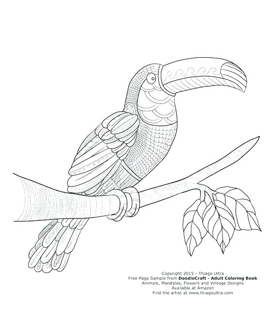 564x663 Toucan Coloring Page Toucan Ring Pages Free Page Adult Book Books