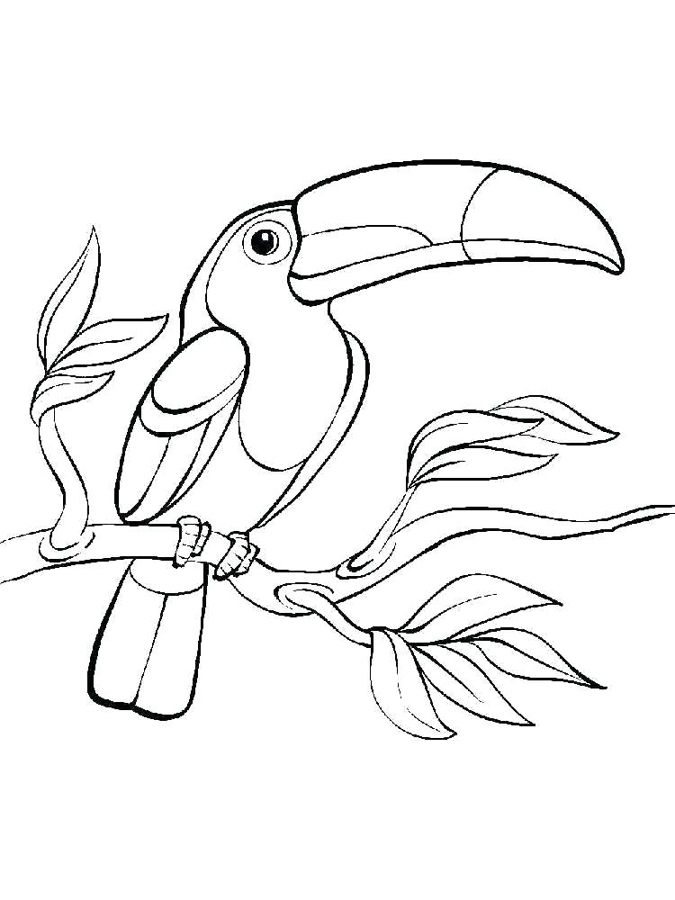 750x1000 Toucan Coloring Pages Best Toucan Coloring Page For Your Coloring