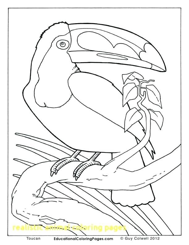 612x792 Toucan Coloring Pages Download Large Image Toucan Coloring Page