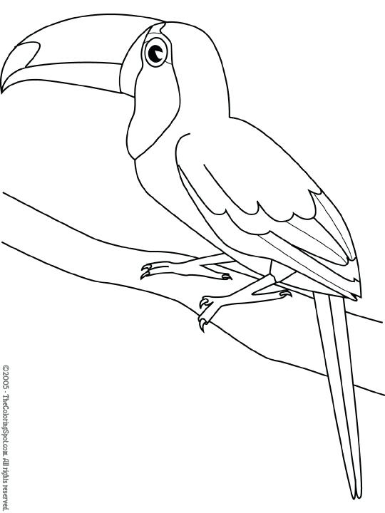 540x720 Toucan With Toucan Toucan Coloring Pages To Print