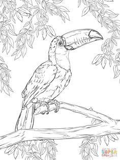 236x314 Free Rainforest Coloring Pages Toucan Coloring Picture Sheets