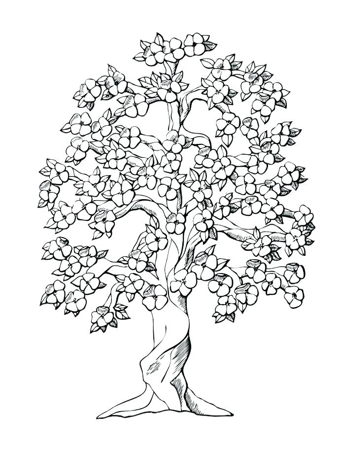 688x917 Family Tree Coloring Pages