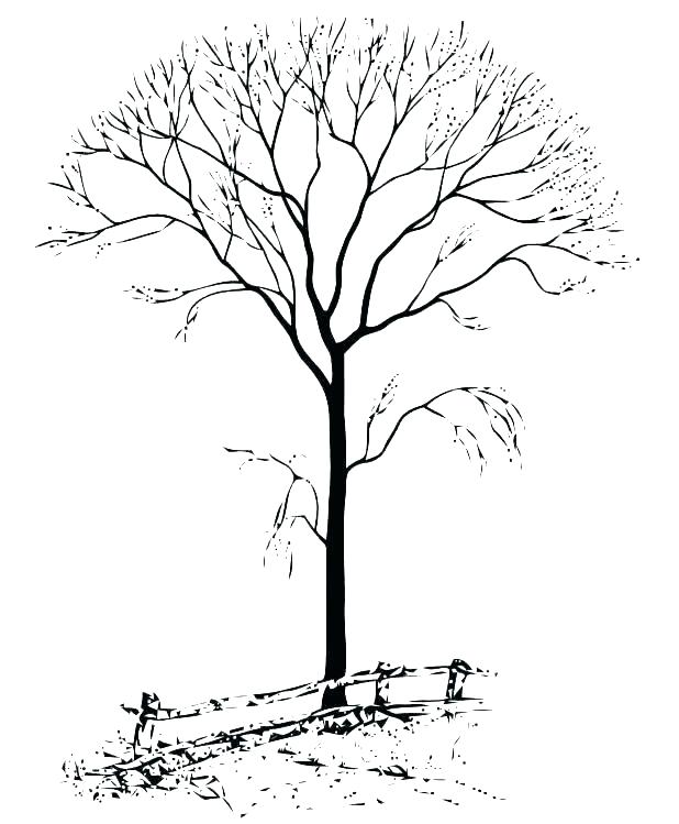 Autumn Tree Coloring Pages Printable Tree Coloring Pages Flowers 618x749 Autumn Tree Coloring Pages Printable Tree Coloring Pages Flowers