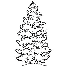 Top 25 Tree Coloring Pages For Your Little Ones 230x230 Top 25 Tree Coloring Pages For Your Little Ones
